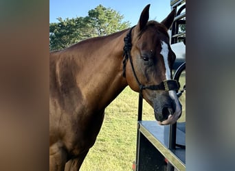 American Quarter Horse, Gelding, 4 years, 15 hh, Sorrel