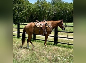American Quarter Horse, Gelding, 4 years, 15 hh, Sorrel