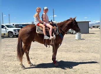 American Quarter Horse, Gelding, 4 years, 15 hh, Sorrel