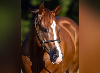 American Quarter Horse, Gelding, 4 years, 15 hh, Sorrel