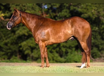 American Quarter Horse, Gelding, 4 years, 15 hh, Sorrel