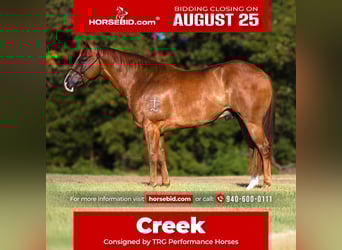 American Quarter Horse, Gelding, 4 years, 15 hh, Sorrel