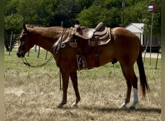 American Quarter Horse, Gelding, 4 years, 15 hh, Sorrel