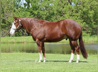 American Quarter Horse, Gelding, 4 years, 15 hh, Sorrel