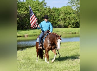 American Quarter Horse, Gelding, 4 years, 15 hh, Sorrel