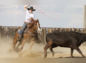 American Quarter Horse, Gelding, 4 years, 15 hh, Sorrel