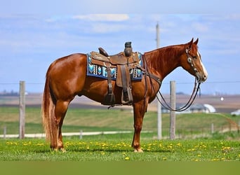 American Quarter Horse, Gelding, 4 years, 15 hh, Sorrel