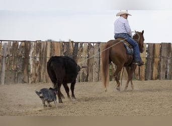 American Quarter Horse, Gelding, 4 years, 15 hh, Sorrel