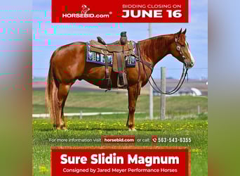 American Quarter Horse, Gelding, 4 years, 15 hh, Sorrel