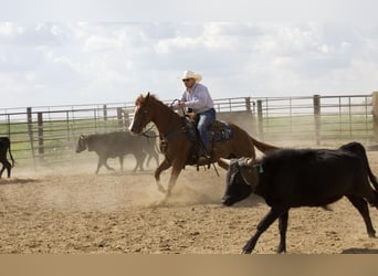 American Quarter Horse, Gelding, 4 years, 15 hh, Sorrel