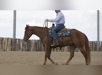 American Quarter Horse, Gelding, 4 years, 15 hh, Sorrel