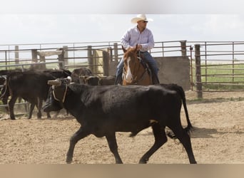 American Quarter Horse, Gelding, 4 years, 15 hh, Sorrel