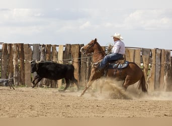American Quarter Horse, Gelding, 4 years, 15 hh, Sorrel