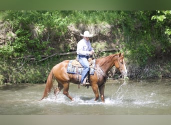 American Quarter Horse, Gelding, 4 years, 15 hh, Sorrel