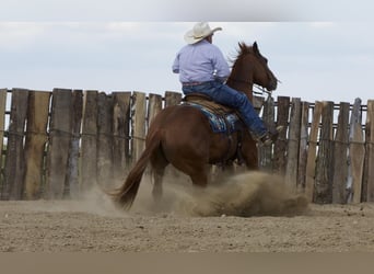 American Quarter Horse, Gelding, 4 years, 15 hh, Sorrel