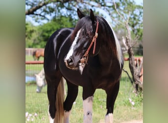 American Quarter Horse, Gelding, 4 years, 15 hh, Tobiano-all-colors