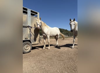 American Quarter Horse Mix, Gelding, 4 years, 15 hh, White