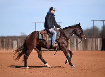 American Quarter Horse, Gelding, 4 years, 15,1 hh, Bay