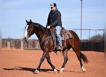 American Quarter Horse, Gelding, 4 years, 15,1 hh, Bay