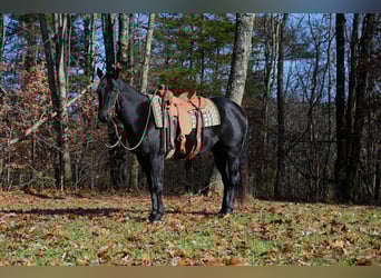 American Quarter Horse, Gelding, 4 years, 15,1 hh, Black
