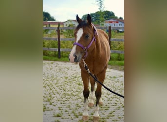 American Quarter Horse, Gelding, 4 years, 15,1 hh, Brown
