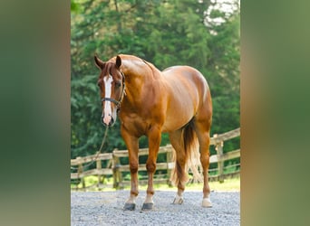 American Quarter Horse, Gelding, 4 years, 15,1 hh, Chestnut