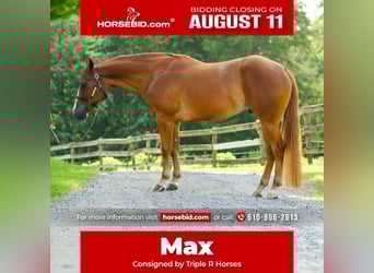 American Quarter Horse, Gelding, 4 years, 15,1 hh, Chestnut