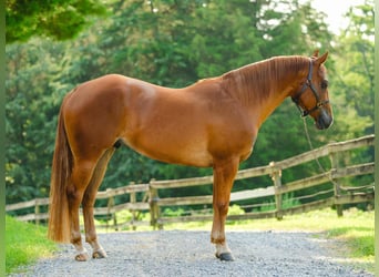 American Quarter Horse, Gelding, 4 years, 15,1 hh, Chestnut