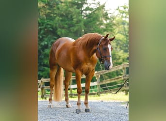 American Quarter Horse, Gelding, 4 years, 15,1 hh, Chestnut