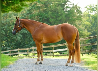 American Quarter Horse, Gelding, 4 years, 15,1 hh, Chestnut
