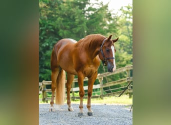 American Quarter Horse, Gelding, 4 years, 15,1 hh, Chestnut