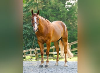 American Quarter Horse, Gelding, 4 years, 15,1 hh, Chestnut