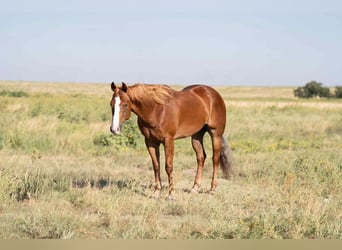 American Quarter Horse, Gelding, 4 years, 15,1 hh, Chestnut
