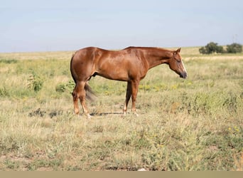 American Quarter Horse, Gelding, 4 years, 15,1 hh, Chestnut