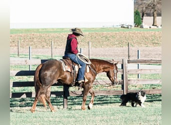 American Quarter Horse, Gelding, 4 years, 15,1 hh, Chestnut