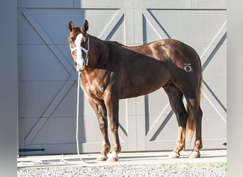 American Quarter Horse, Gelding, 4 years, 15,1 hh, Chestnut