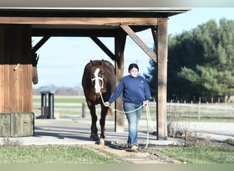 American Quarter Horse, Gelding, 4 years, 15,1 hh, Chestnut