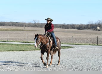 American Quarter Horse, Gelding, 4 years, 15,1 hh, Chestnut