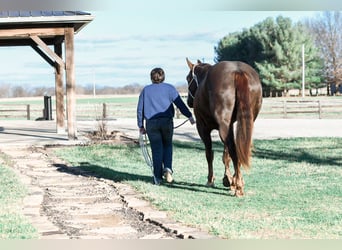 American Quarter Horse, Gelding, 4 years, 15,1 hh, Chestnut