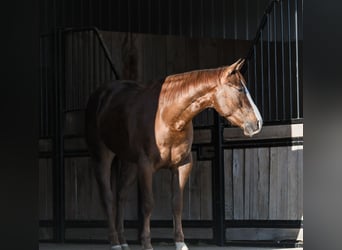 American Quarter Horse, Gelding, 4 years, 15,1 hh, Chestnut