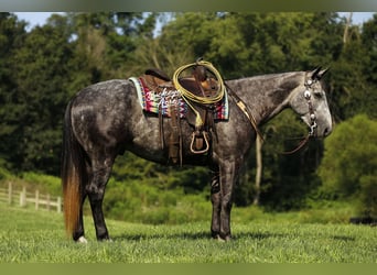 American Quarter Horse, Gelding, 4 years, 15,1 hh, Grey-Dapple