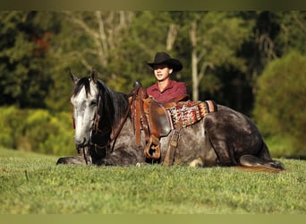 American Quarter Horse, Gelding, 4 years, 15,1 hh, Grey-Dapple