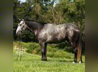 American Quarter Horse, Gelding, 4 years, 15,1 hh, Grey-Dapple