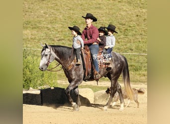 American Quarter Horse, Gelding, 4 years, 15,1 hh, Grey-Dapple
