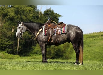 American Quarter Horse, Gelding, 4 years, 15,1 hh, Grey-Dapple