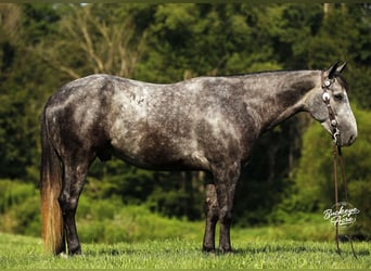 American Quarter Horse, Gelding, 4 years, 15,1 hh, Grey-Dapple