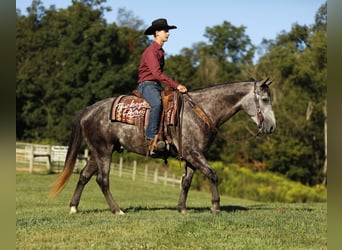 American Quarter Horse, Gelding, 4 years, 15,1 hh, Grey-Dapple