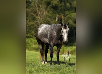 American Quarter Horse, Gelding, 4 years, 15,1 hh, Grey-Dapple