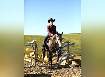 American Quarter Horse, Gelding, 4 years, 15,1 hh, Grey-Dapple