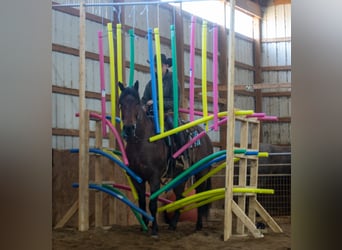 American Quarter Horse, Gelding, 4 years, 15,1 hh, Roan-Bay